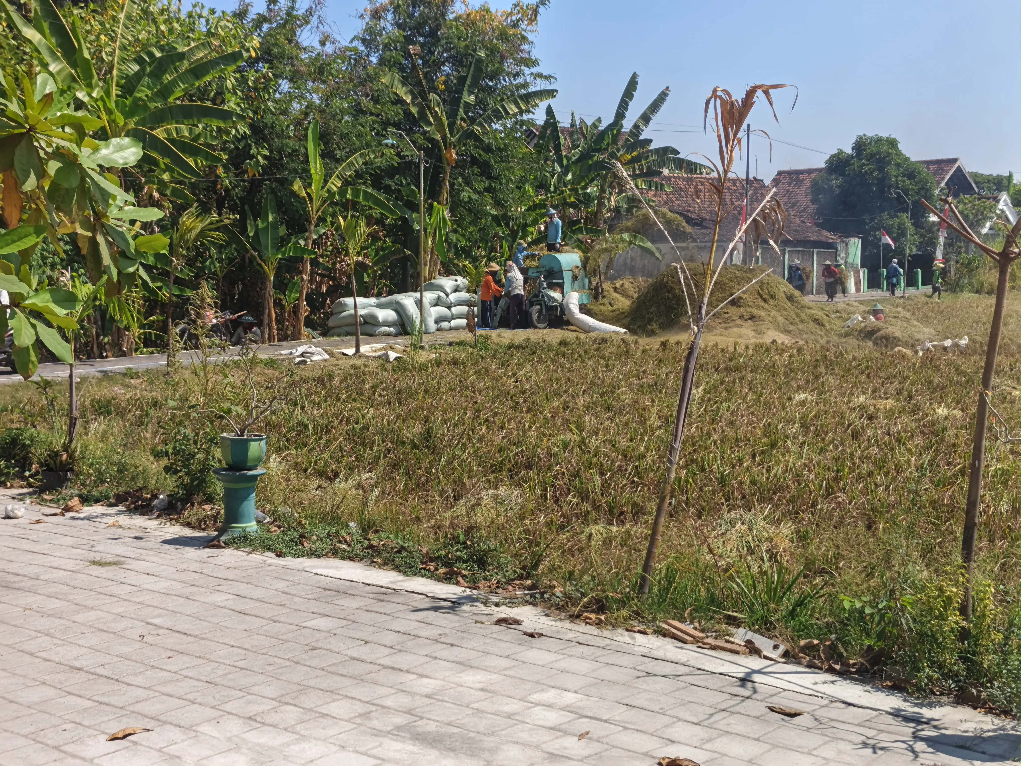 Petani di Kabupaten Ngawi memanfaatkan mesin perontok padi untuk mempercepat proses panen | foto by transisi.net